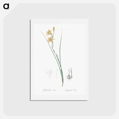 アートポストカード-Gladiolus illustration from Les liliacées - ピエール ジョゼフ ルドゥーテ Postcard.