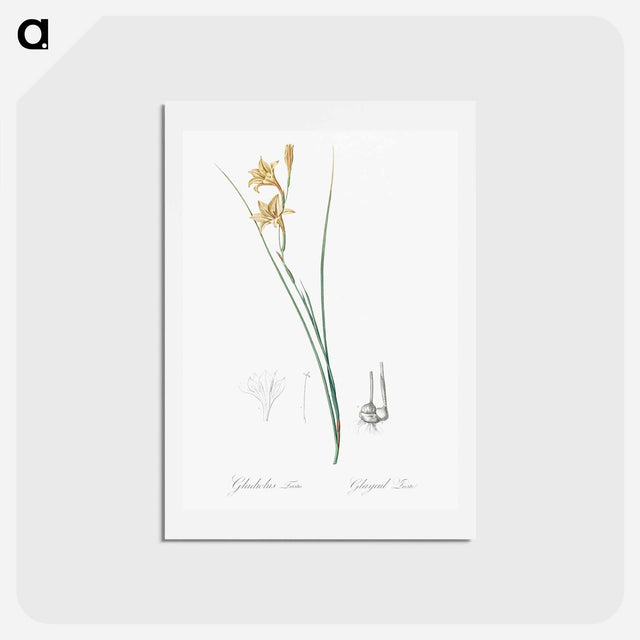 アートポストカード-Gladiolus illustration from Les liliacées - ピエール ジョゼフ ルドゥーテ Postcard.