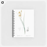 Gladiolus illustration from Les liliacées - ピエール ジョゼフ ルドゥーテ Memo.
