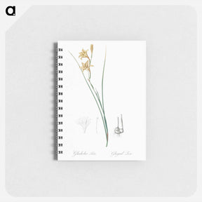 アートメモ帳-Gladiolus illustration from Les liliacées - ピエール ジョゼフ ルドゥーテ Memo.