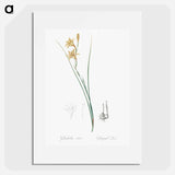 Gladiolus illustration from Les liliacées - Pierre-Joseph Redouté Poster.