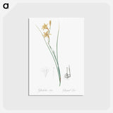 アートポストカード-Gladiolus illustration from Les liliacées - ピエール ジョゼフ ルドゥーテ Postcard.