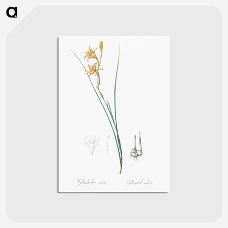 アートポストカード-Gladiolus illustration from Les liliacées - ピエール ジョゼフ ルドゥーテ Postcard.