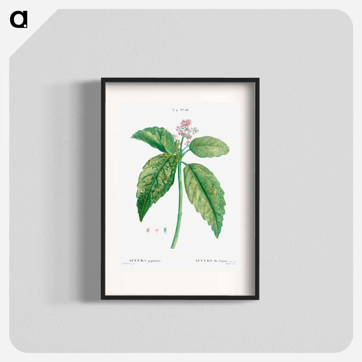 Japanese laurel (Aucuba Japonica) - ピエール ジョゼフ ルドゥーテ Poster.