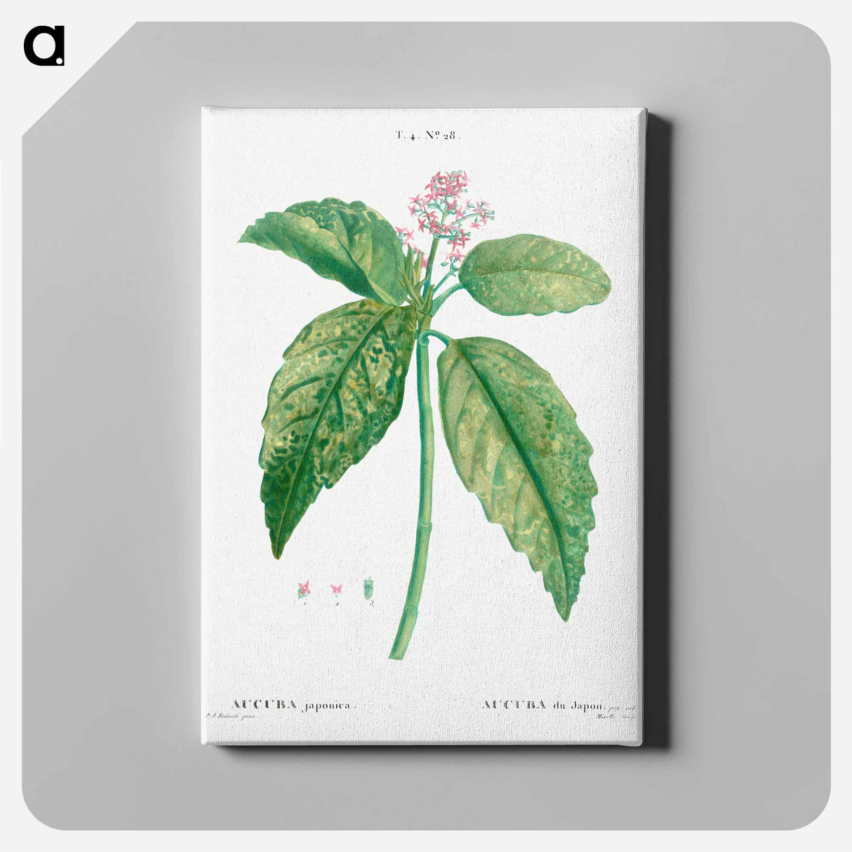 アートパネル-Japanese laurel (Aucuba Japonica) - ピエール ジョゼフ ルドゥーテ Canvas.