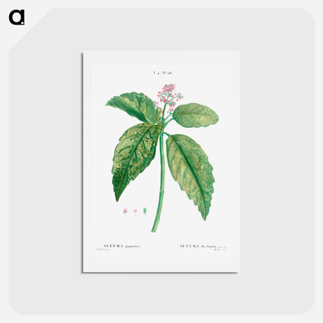 アートポストカード-Japanese laurel (Aucuba Japonica) - ピエール ジョゼフ ルドゥーテ Postcard.