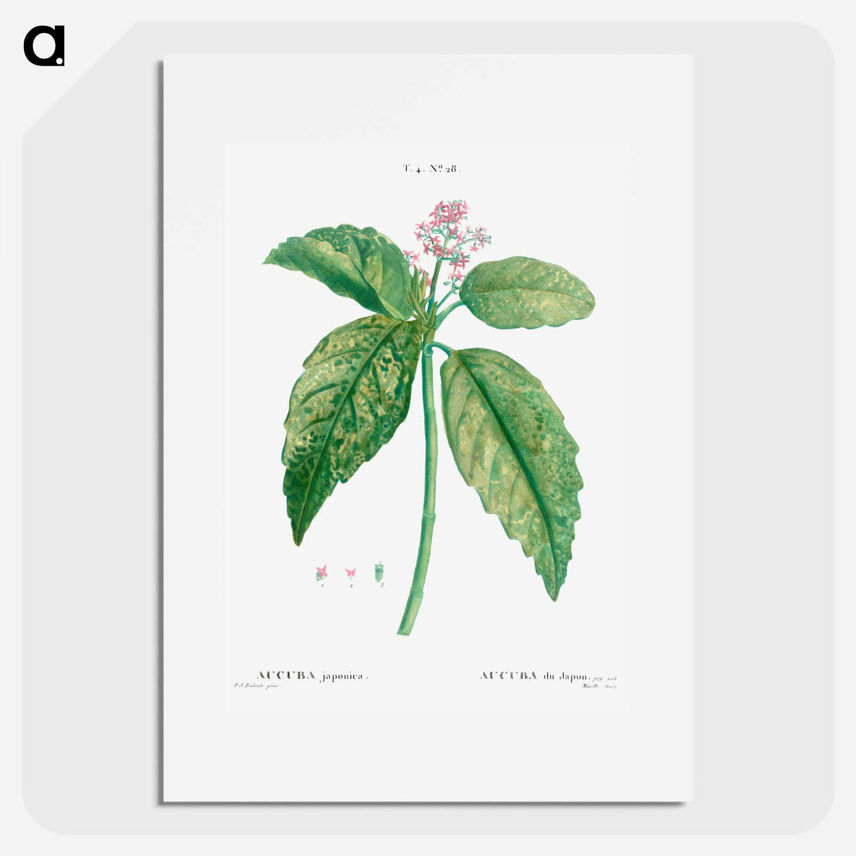 Japanese laurel (Aucuba Japonica) - ピエール ジョゼフ ルドゥーテ Poster.