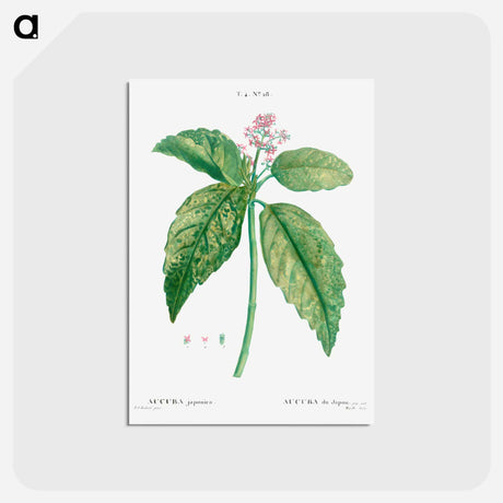 アートポストカード-Japanese laurel (Aucuba Japonica) - ピエール ジョゼフ ルドゥーテ Postcard.