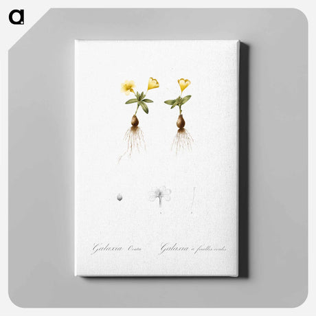 アートパネル-Cape tulip illustration - ピエール ジョゼフ ルドゥーテ Canvas.