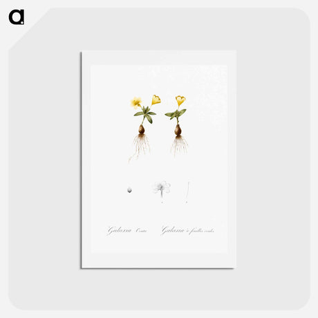 アートポストカード-Cape tulip illustration - ピエール ジョゼフ ルドゥーテ Postcard.