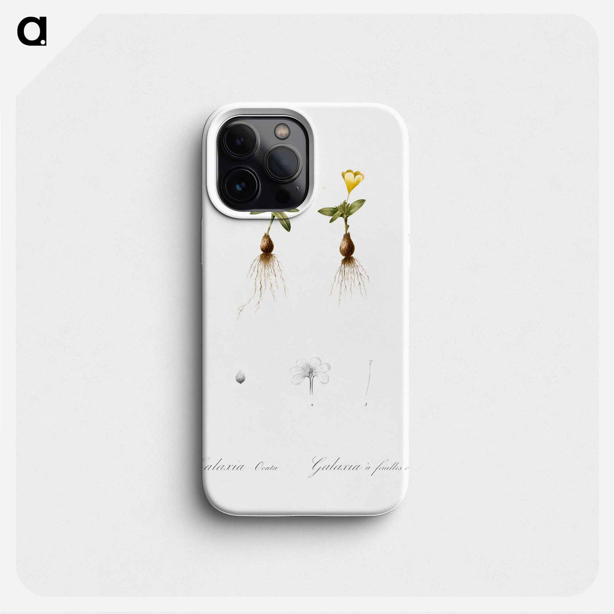 Cape tulip illustration - ピエール ジョゼフ ルドゥーテ Phone Case.