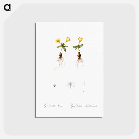 アートポストカード-Cape tulip illustration - ピエール ジョゼフ ルドゥーテ Postcard.