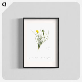 アートポスター-Golden blue-eyed grass illustration - ピエール ジョゼフ ルドゥーテ Poster.