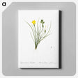 アートパネル-Golden blue-eyed grass illustration - ピエール ジョゼフ ルドゥーテ Canvas.