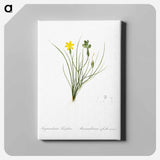 アートパネル-Golden blue-eyed grass illustration - ピエール ジョゼフ ルドゥーテ Canvas.