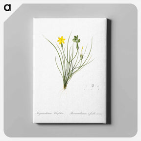アートパネル-Golden blue-eyed grass illustration - ピエール ジョゼフ ルドゥーテ Canvas.