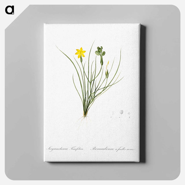 アートパネル-Golden blue-eyed grass illustration - ピエール ジョゼフ ルドゥーテ Canvas.