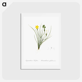 アートポストカード-Golden blue-eyed grass illustration - ピエール ジョゼフ ルドゥーテ Postcard.