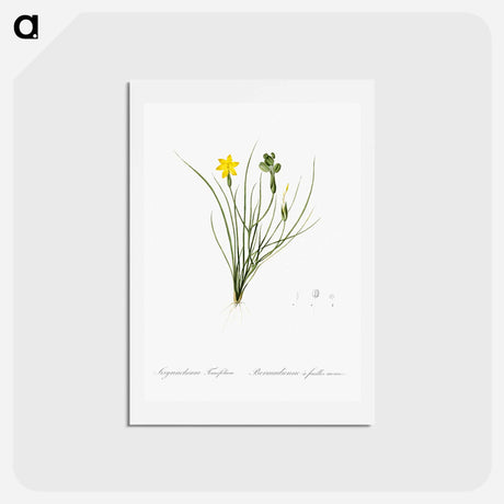 アートポストカード-Golden blue-eyed grass illustration - ピエール ジョゼフ ルドゥーテ Postcard.