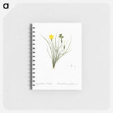 Golden blue-eyed grass illustration - ピエール ジョゼフ ルドゥーテ Memo.