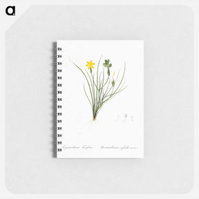 アートメモ帳-Golden blue-eyed grass illustration - ピエール ジョゼフ ルドゥーテ Memo.