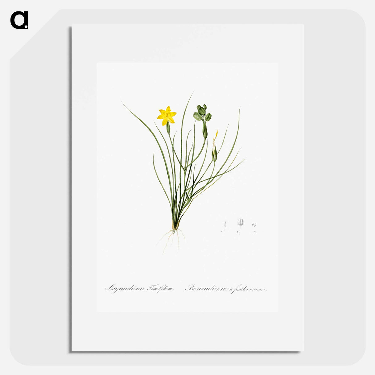 Golden blue-eyed grass illustration - ピエール ジョゼフ ルドゥーテ Poster.