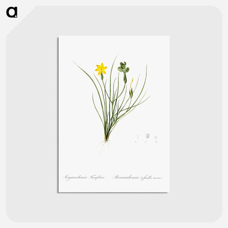 アートポストカード-Golden blue-eyed grass illustration - ピエール ジョゼフ ルドゥーテ Postcard.