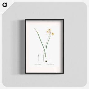 アートポスター-Ixia longiflora illustration - ピエール ジョゼフ ルドゥーテ Poster.