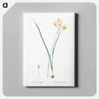 アートパネル-Ixia longiflora illustration - ピエール ジョゼフ ルドゥーテ Canvas.