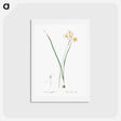 アートポストカード-Ixia longiflora illustration - ピエール ジョゼフ ルドゥーテ Postcard.