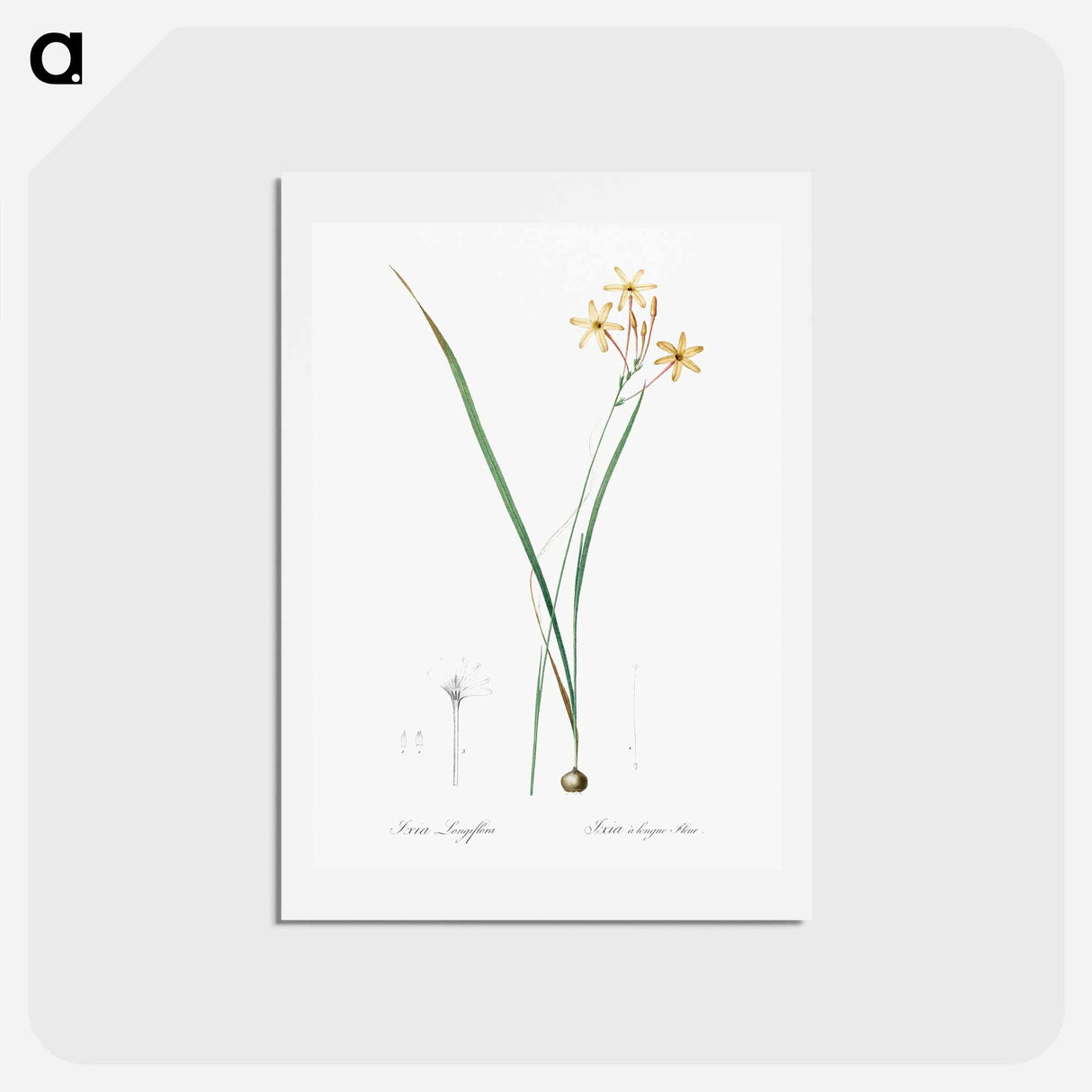 アートポストカード-Ixia longiflora illustration - ピエール ジョゼフ ルドゥーテ Postcard.