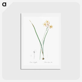 アートポストカード-Ixia longiflora illustration - ピエール ジョゼフ ルドゥーテ Postcard.