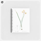 Ixia longiflora illustration - ピエール ジョゼフ ルドゥーテ Memo.