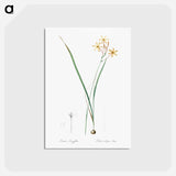 アートポストカード-Ixia longiflora illustration - ピエール ジョゼフ ルドゥーテ Postcard.