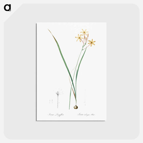 アートポストカード-Ixia longiflora illustration - ピエール ジョゼフ ルドゥーテ Postcard.