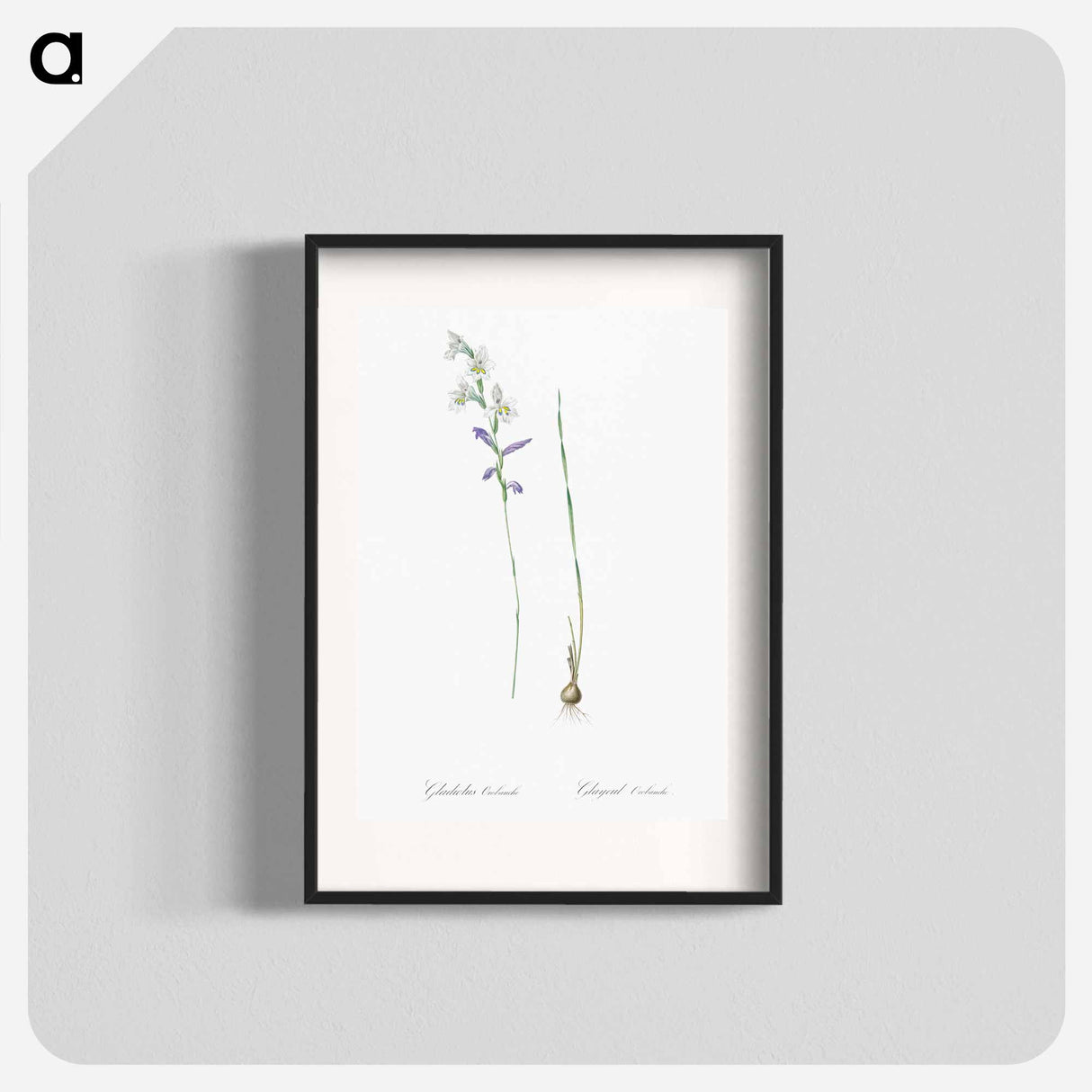 Gladiolus orobanche illustration - ピエール ジョゼフ ルドゥーテ Poster.