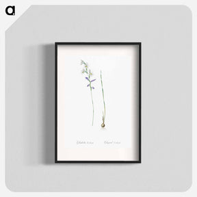 アートポスター-Gladiolus orobanche illustration - ピエール ジョゼフ ルドゥーテ Poster.