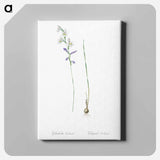 アートパネル-Gladiolus orobanche illustration - ピエール ジョゼフ ルドゥーテ Canvas.