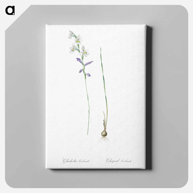 アートパネル-Gladiolus orobanche illustration - ピエール ジョゼフ ルドゥーテ Canvas.