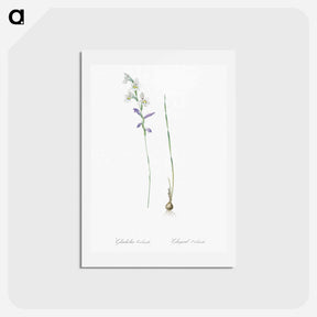 アートポストカード-Gladiolus orobanche illustration - ピエール ジョゼフ ルドゥーテ Postcard.