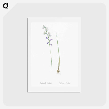 アートポストカード-Gladiolus orobanche illustration - ピエール ジョゼフ ルドゥーテ Postcard.