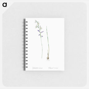 アートメモ帳-Gladiolus orobanche illustration - ピエール ジョゼフ ルドゥーテ Memo.