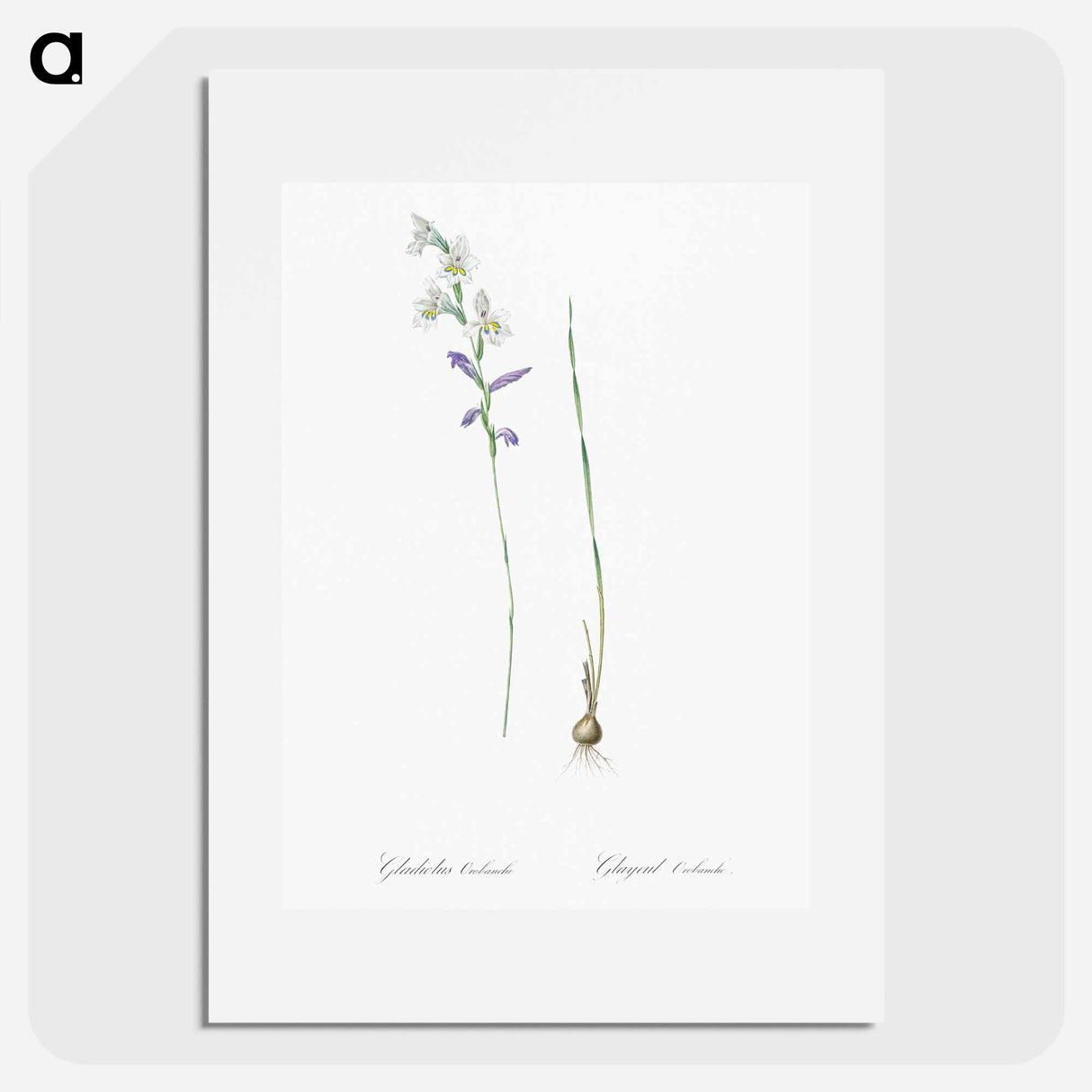 Gladiolus orobanche illustration - ピエール ジョゼフ ルドゥーテ Poster.