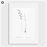 Gladiolus orobanche illustration - ピエール ジョゼフ ルドゥーテ Poster.