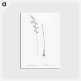 アートポストカード-Gladiolus orobanche illustration - ピエール ジョゼフ ルドゥーテ Postcard.