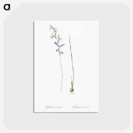 アートポストカード-Gladiolus orobanche illustration - ピエール ジョゼフ ルドゥーテ Postcard.