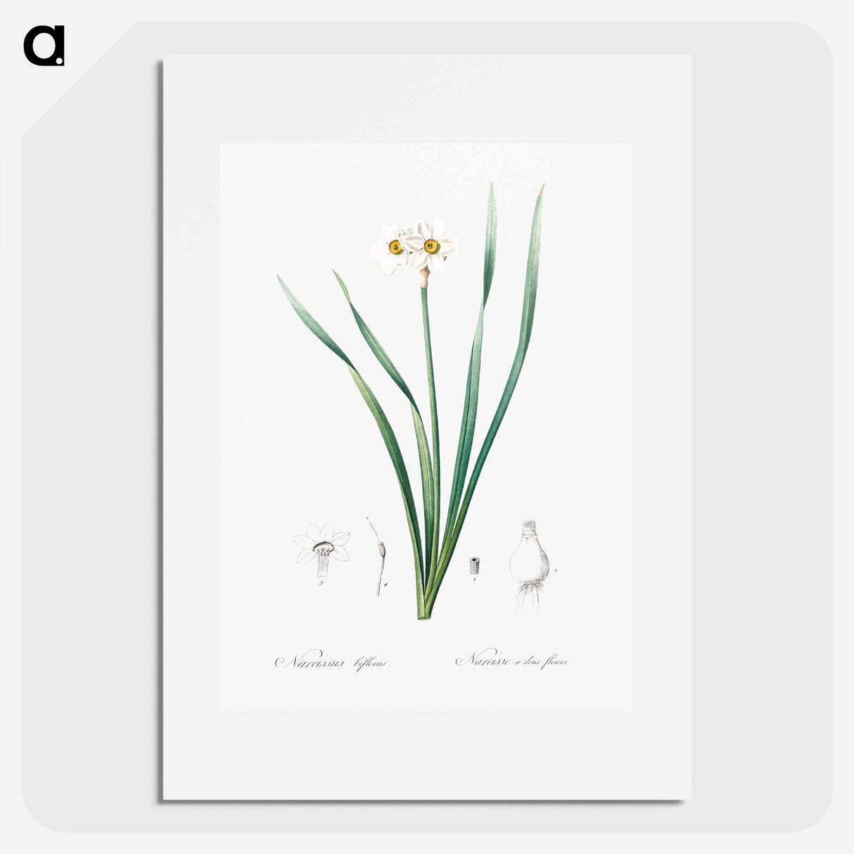 Primrose-peerless - Pierre Joseph Redouté Poster.