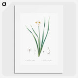 Primrose-peerless - Pierre Joseph Redouté Poster.