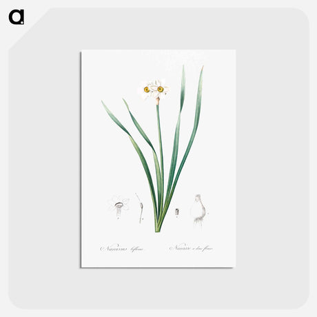 アートポストカード-Primrose-peerless - ピエール ジョゼフ ルドゥーテ Postcard.