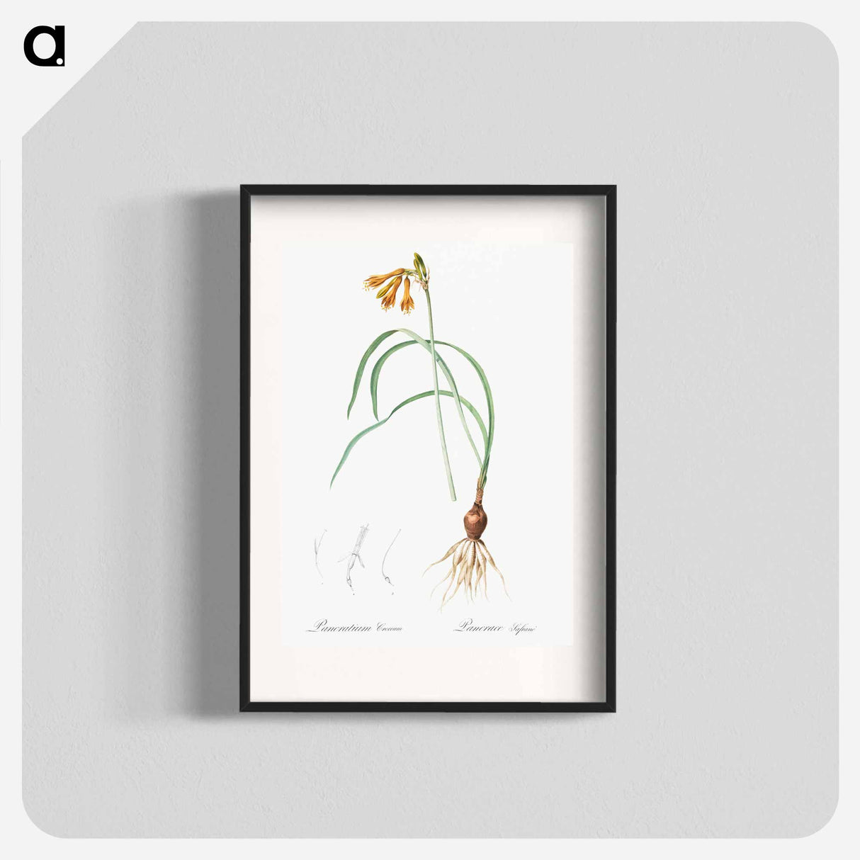 iPancratium croceum illustration from Les liliacées - Pierre Joseph Redouté Poster.
